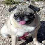 image of animal