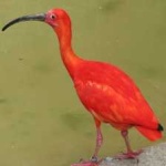 image of bird