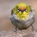 image of bird