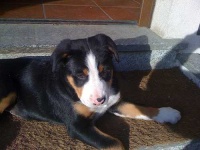 image of greater_swiss_mountain_dog