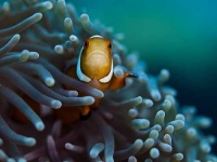 image of anemone_fish