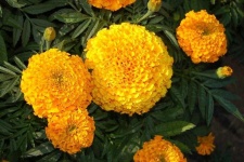 image of flower