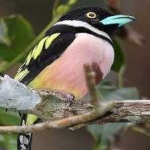 image of bird