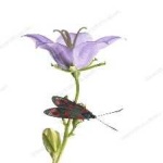 image of animal