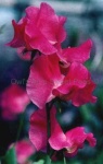 image of flower