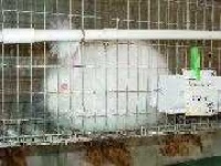 image of angora