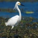 image of bird