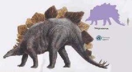 image of stegosaurus #34