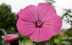 image of flower