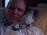 image of african_grey