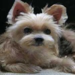 image of animal