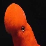 image of bird