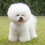 image of animal