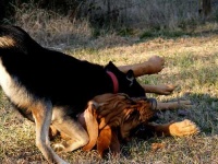 image of bloodhound