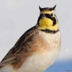image of bird