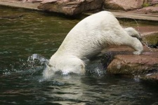 image of ice_bear