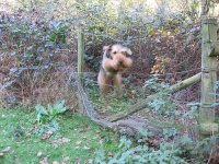 image of airedale