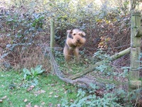 image of airedale #10