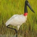 image of bird