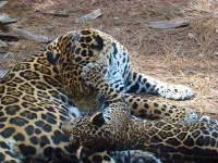 image of jaguar_car