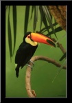 image of toucan