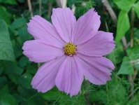 image of flower