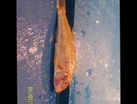 image of fish