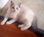 image of animal