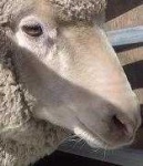 image of animal