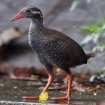 image of bird