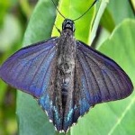 image of animal