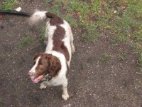 image of welsh_springer_spaniel #17