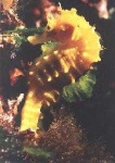 image of sea_horse