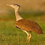 image of indian_bustard #25