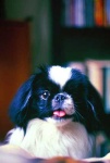image of animal