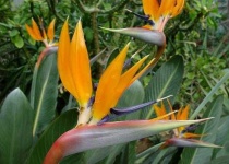 image of bird_of_paradise_flower #47