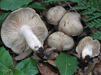 image of mushrooms