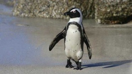 image of penguin
