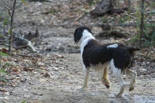 image of english_springer