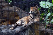 image of jaguar_car
