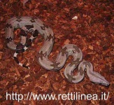 image of boa_constrictor #26