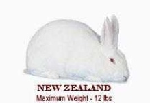 image of animal