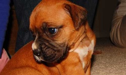 image of animal