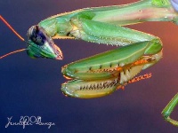 image of mantis