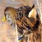 image of bird