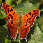 image of animal