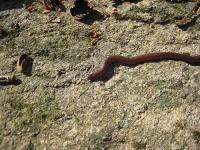 image of thunder_snake
