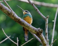 image of jacamar