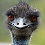 image of emu #28