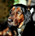 image of gordon_setter